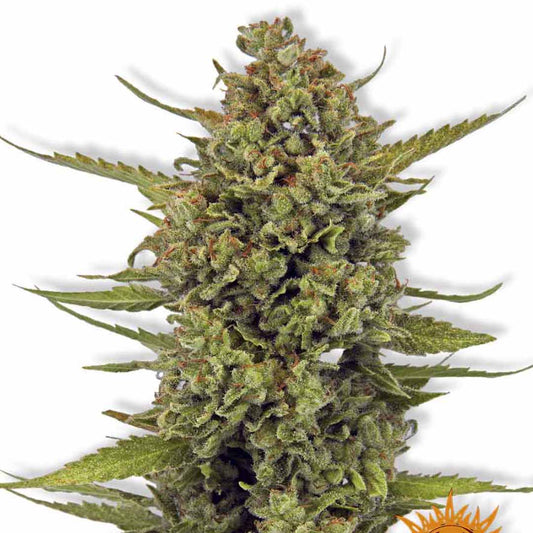 Acapulco Gold Kannabiksen siemenet, Barney's Farm