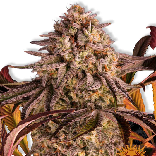 Blue Sunset Sherbert Kannabiksen siemenet, Barney's Farm