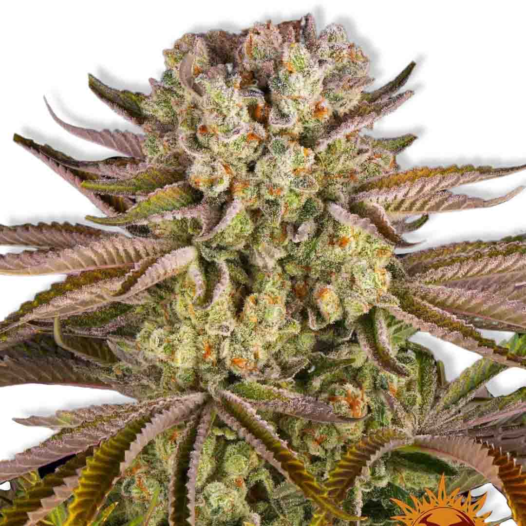 Pineapple Express Kannabiksen siemenet, Barney's Farm